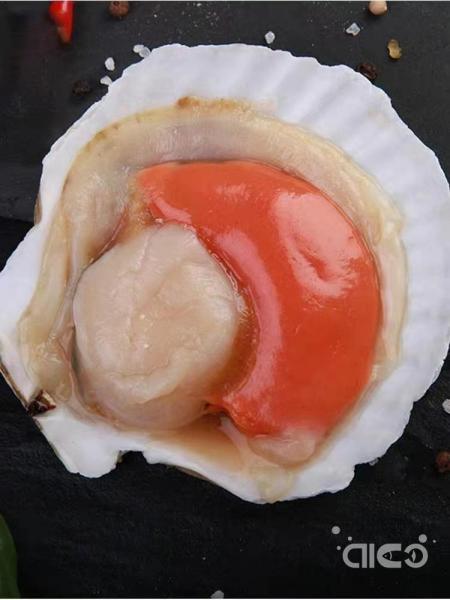 Frozen Half Shell Scallop (Bay Scallop/Sea Scallop)