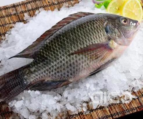 The benefits of Tilapia and why the world needs it