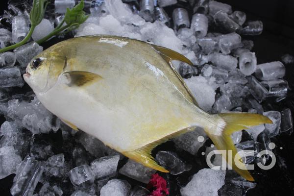 Golden Pompano (18).jpg