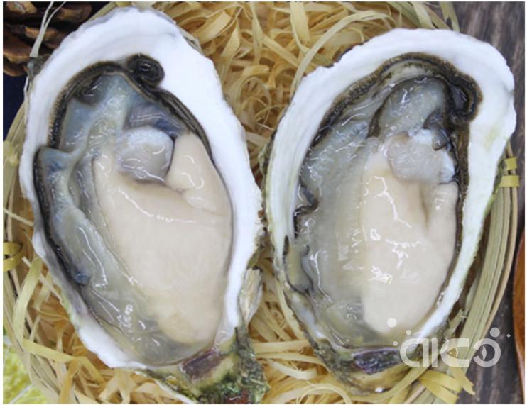 Half shell Oysters.jpg