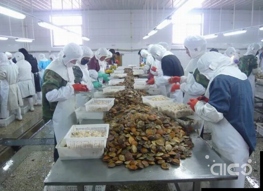 scallop production.jpg