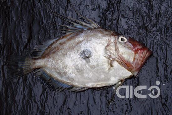 John Dory (Zeus Faber)