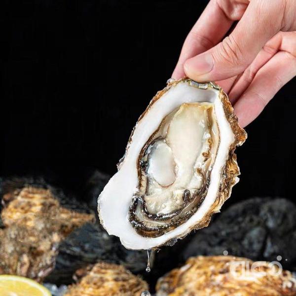 Frozen Half Shell Oysters