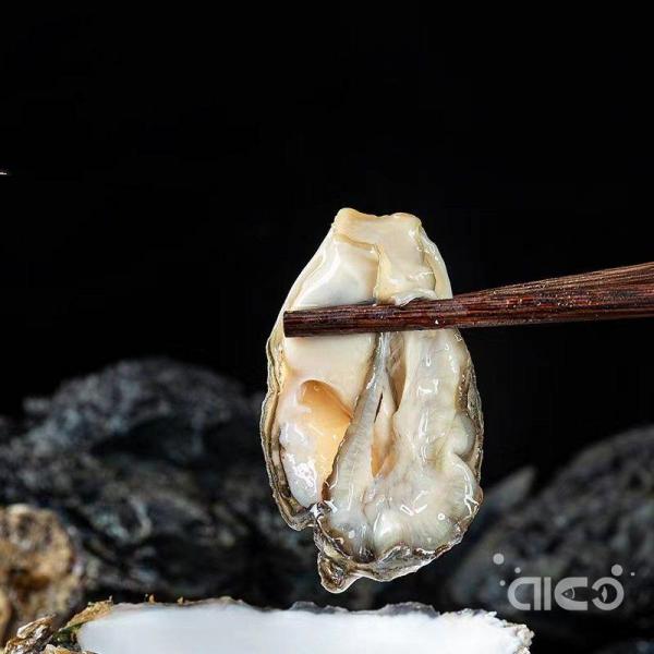 Frozen Oyster Meat